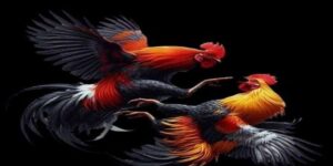 Đá gà Thomo 99ok