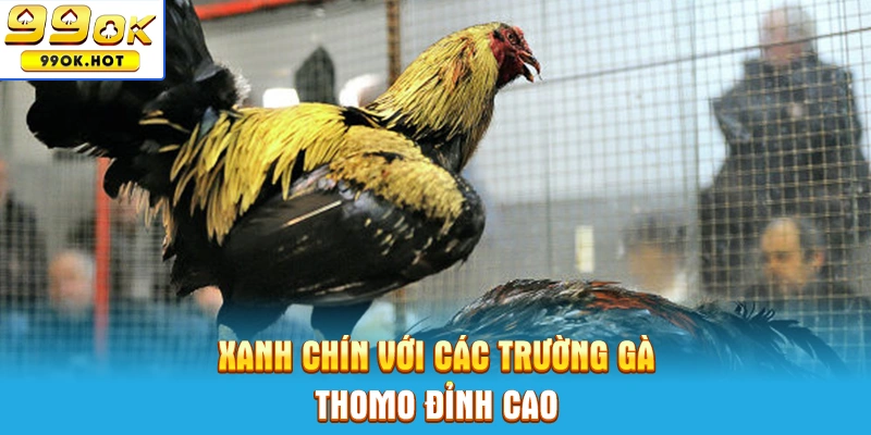 Xanh chín với các trường gà Thomo đỉnh cao